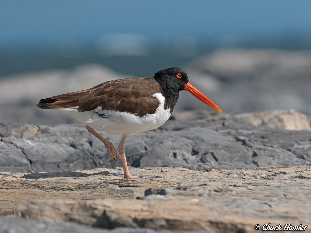 American Oystercatcher
