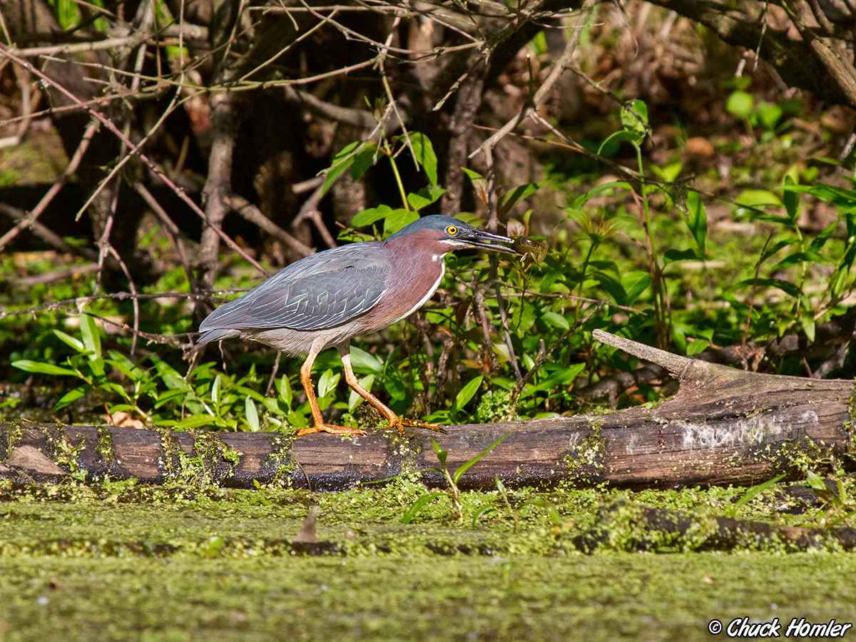 Green Heron with Crayfish