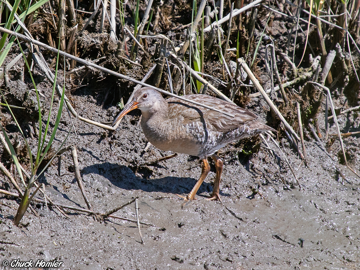 Clapper Rail