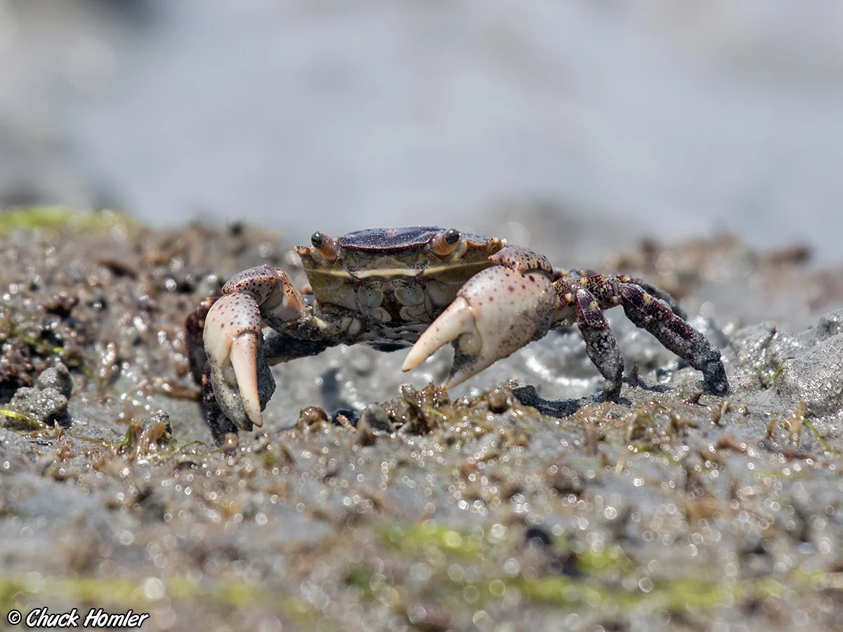 Mud Crab