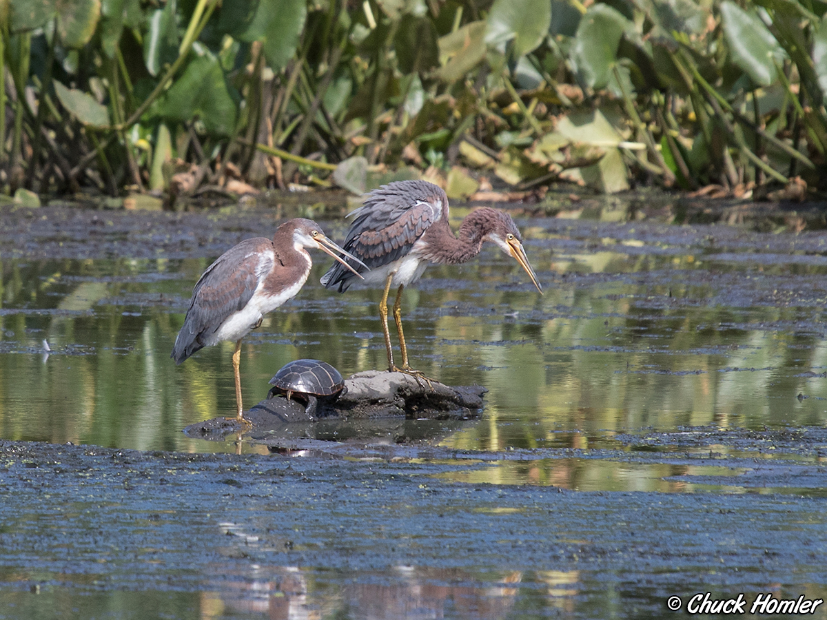 Tri-colored Herons