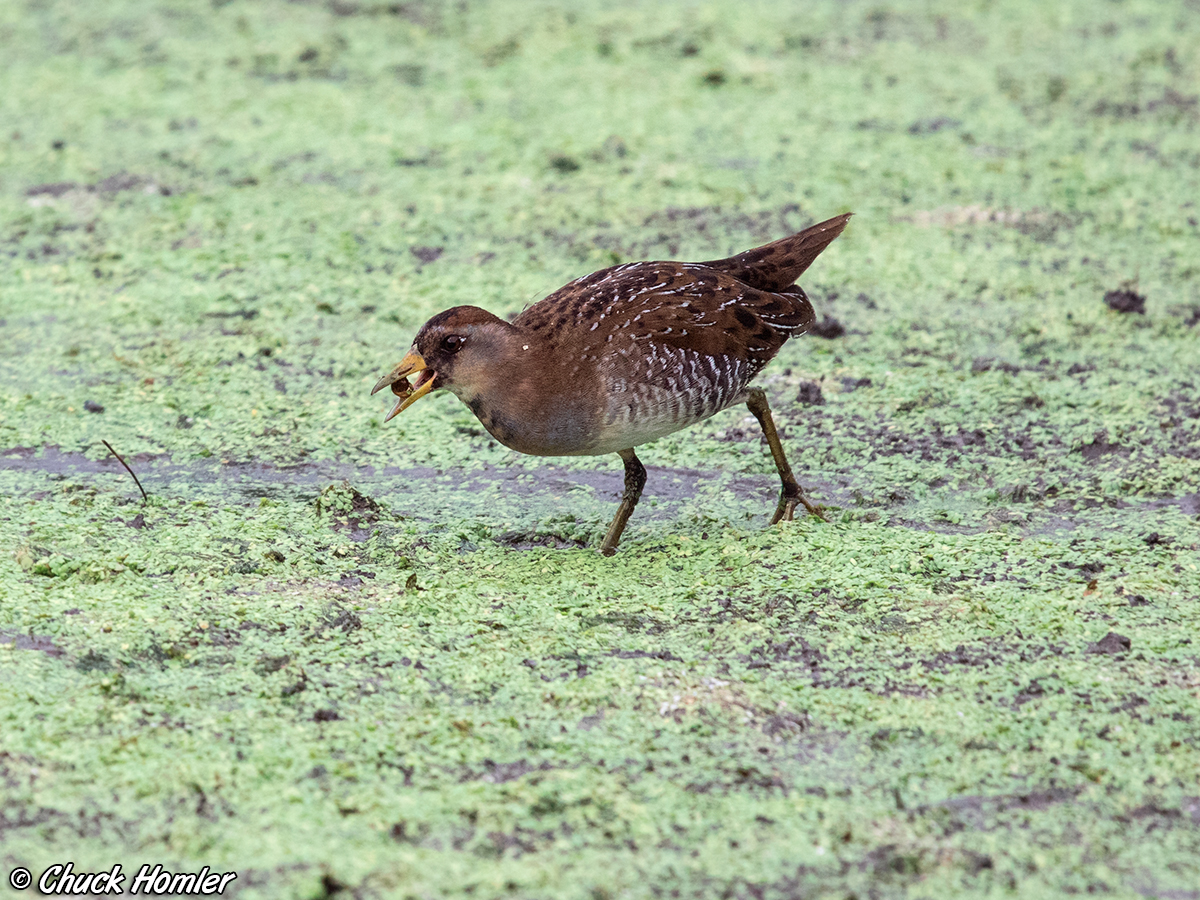 Grazing Sora