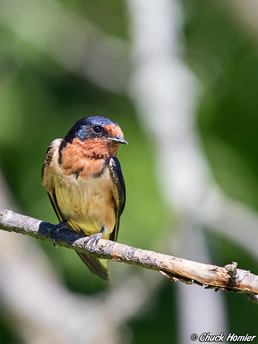 Hirundo rustica - Barn Swallow