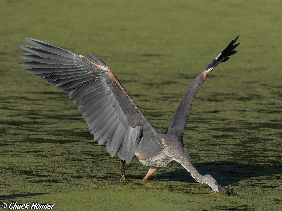 Young Great Blue Heron fishing