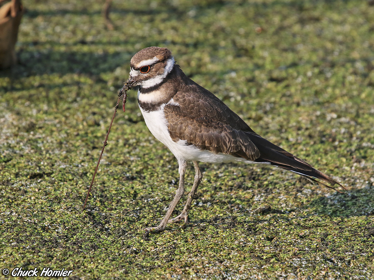 Killdeer with worm