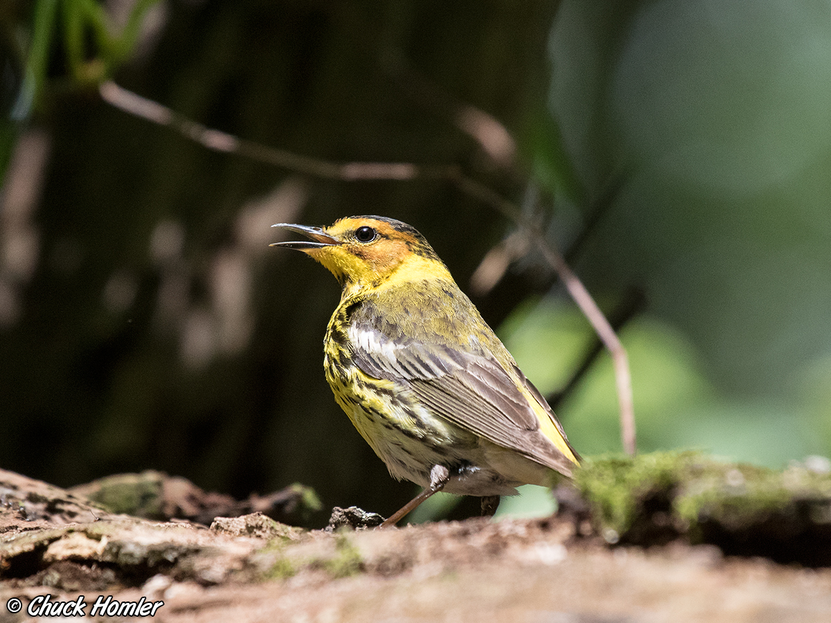 Cape May Warbler