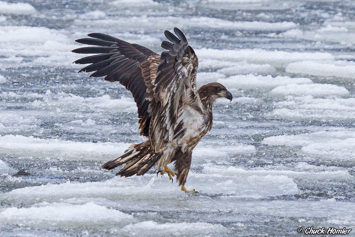 Eagle-Has-Landed.jpg