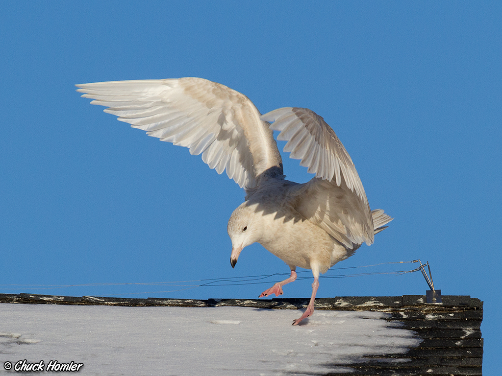 Glaucous-Gull-Rooftop.jpg