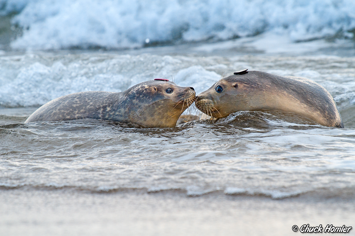 Kissing-Seals-1200px.jpg
