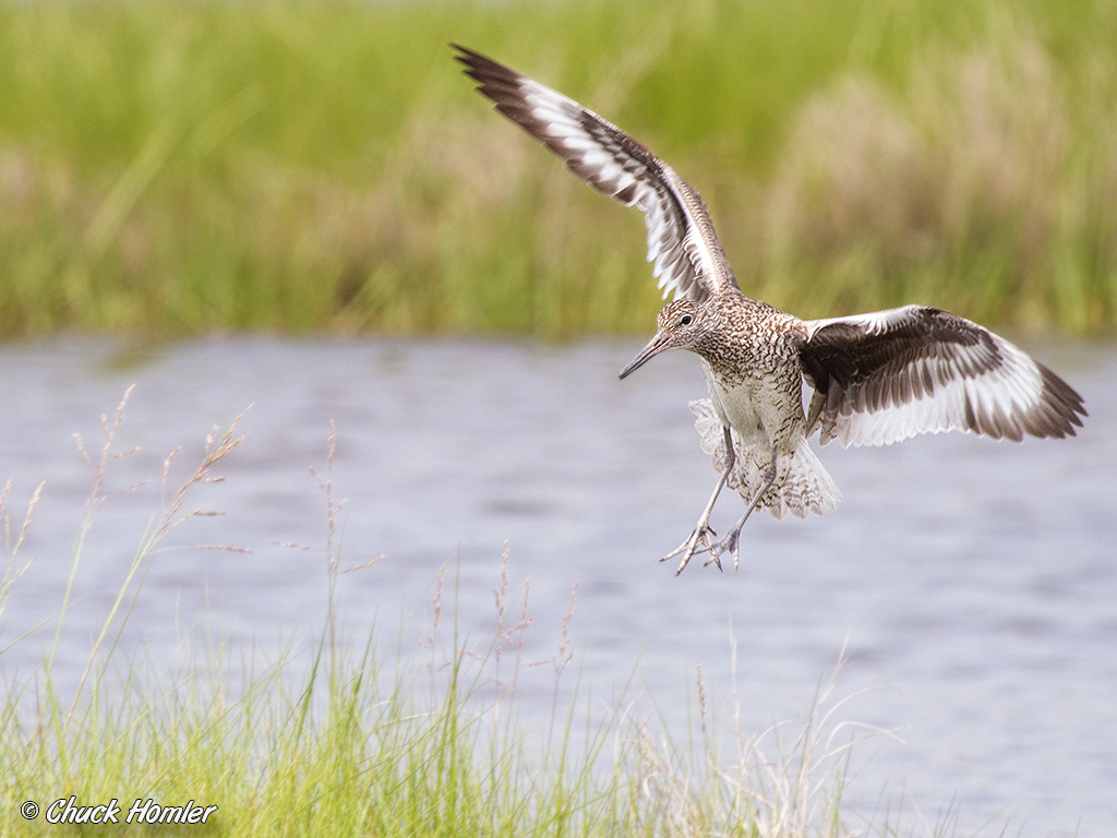 Willet-Landing-(Dragonflies).jpg