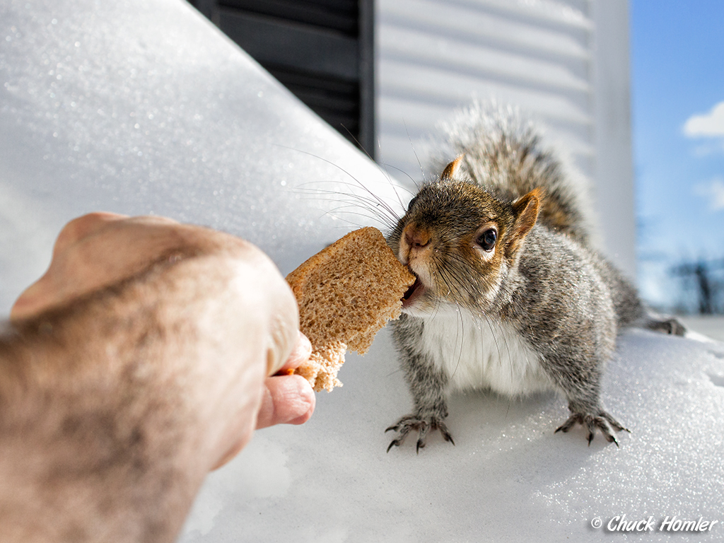 Squirrel-grabs-bread.jpg