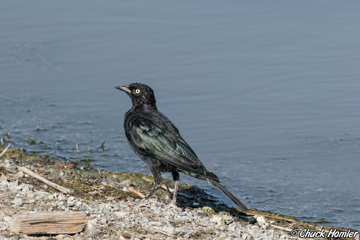 Brewer's Blackbird