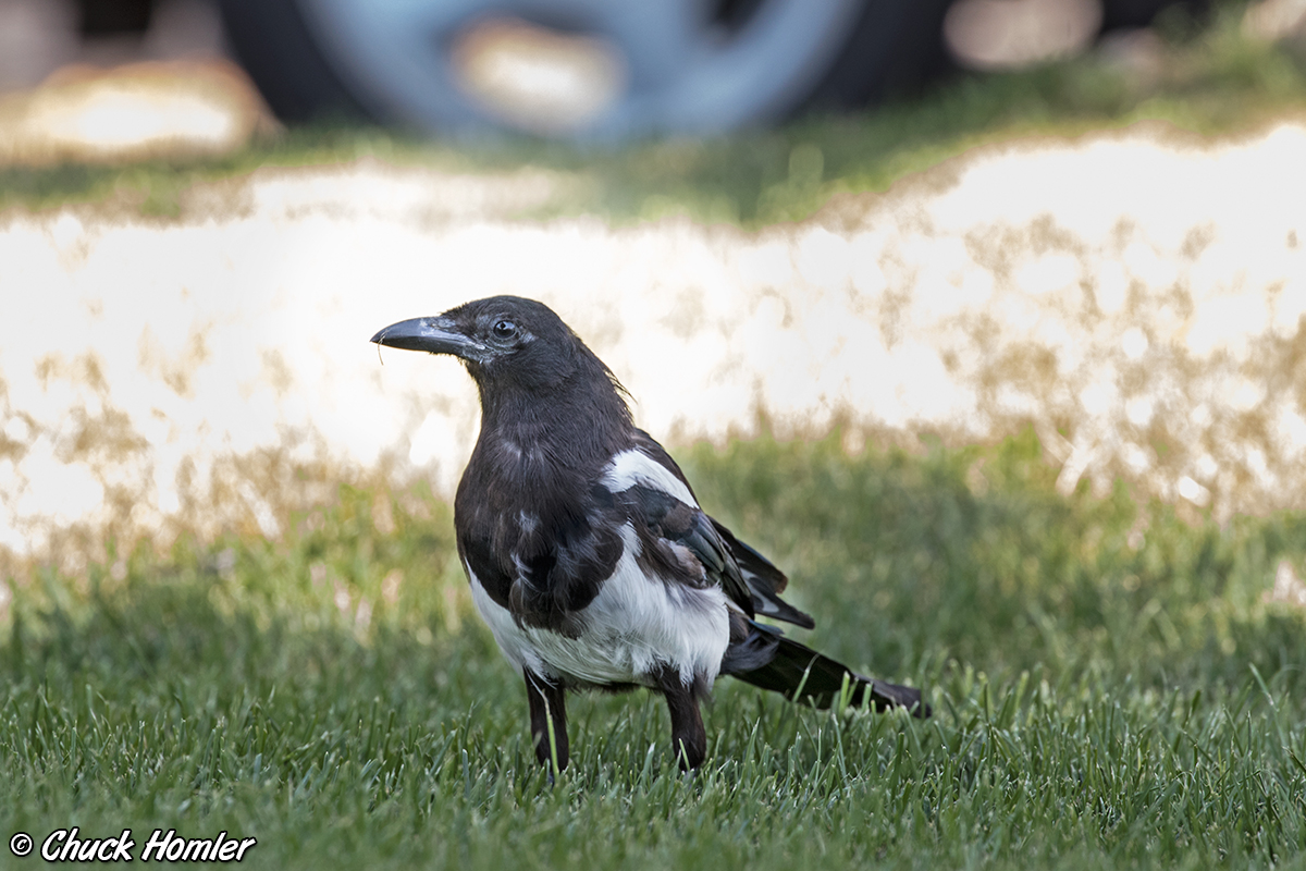 Black-Billed Magpie