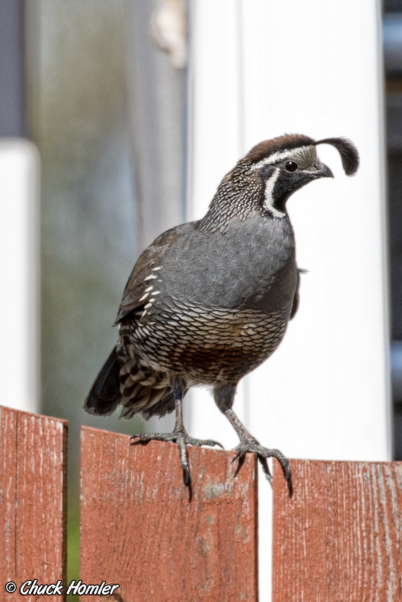 California Quail