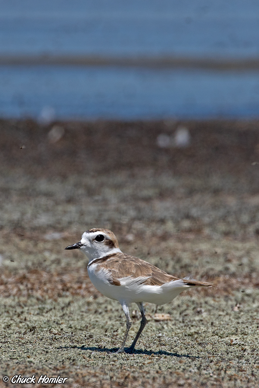 Snowy Plover