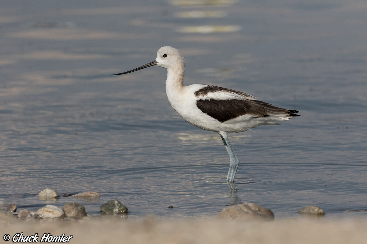 American-Avocet-GSl.jpg