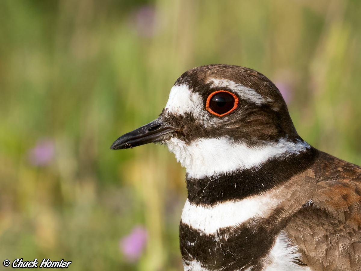 Kildeer