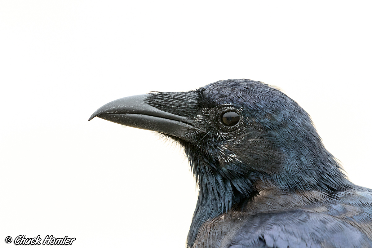 Fish Crow