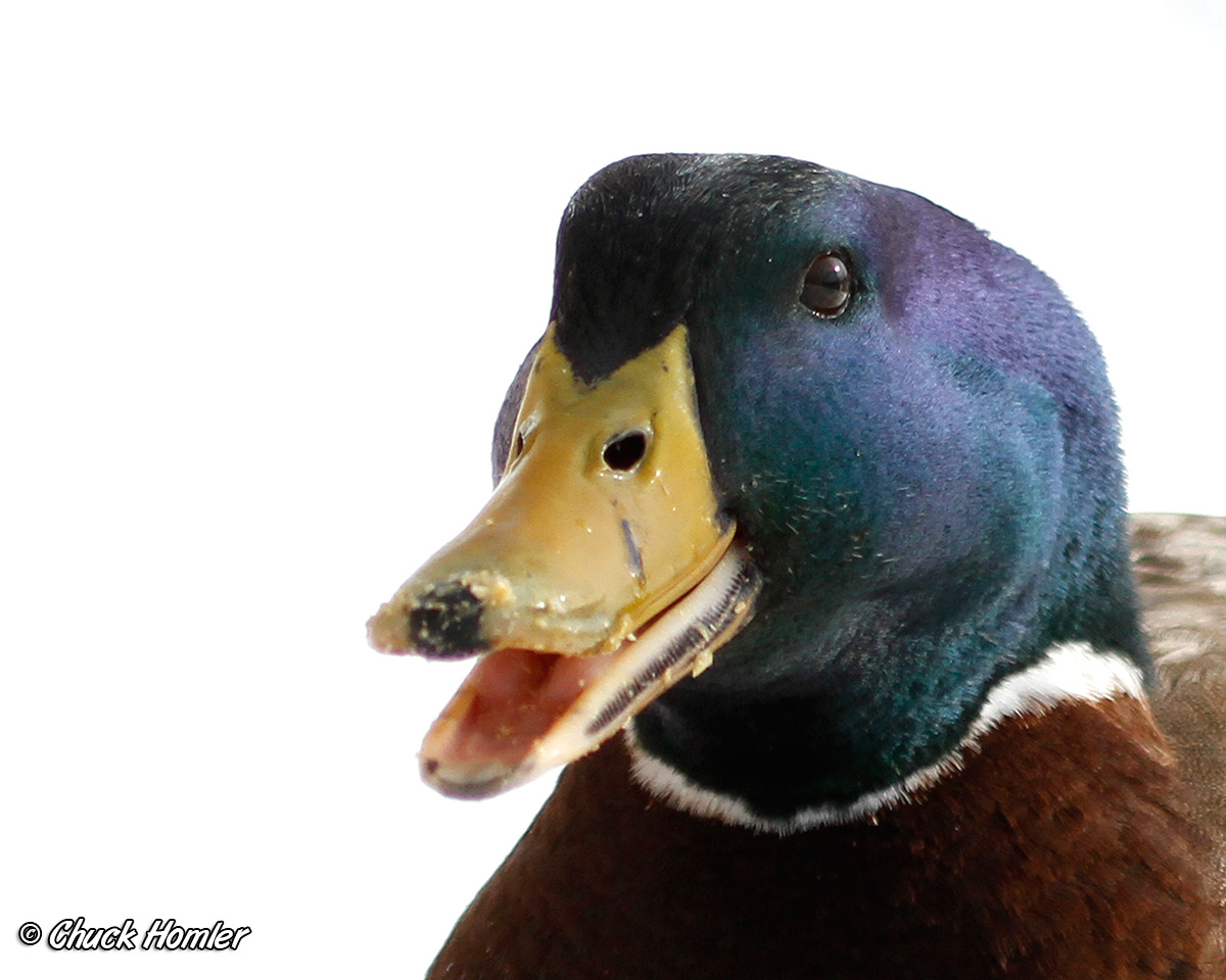 A Mallard named George