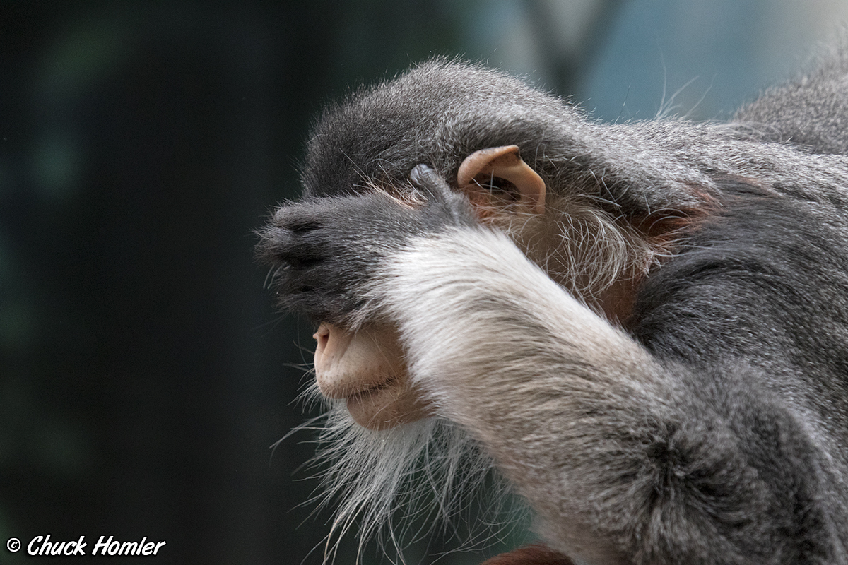 Douc Langur