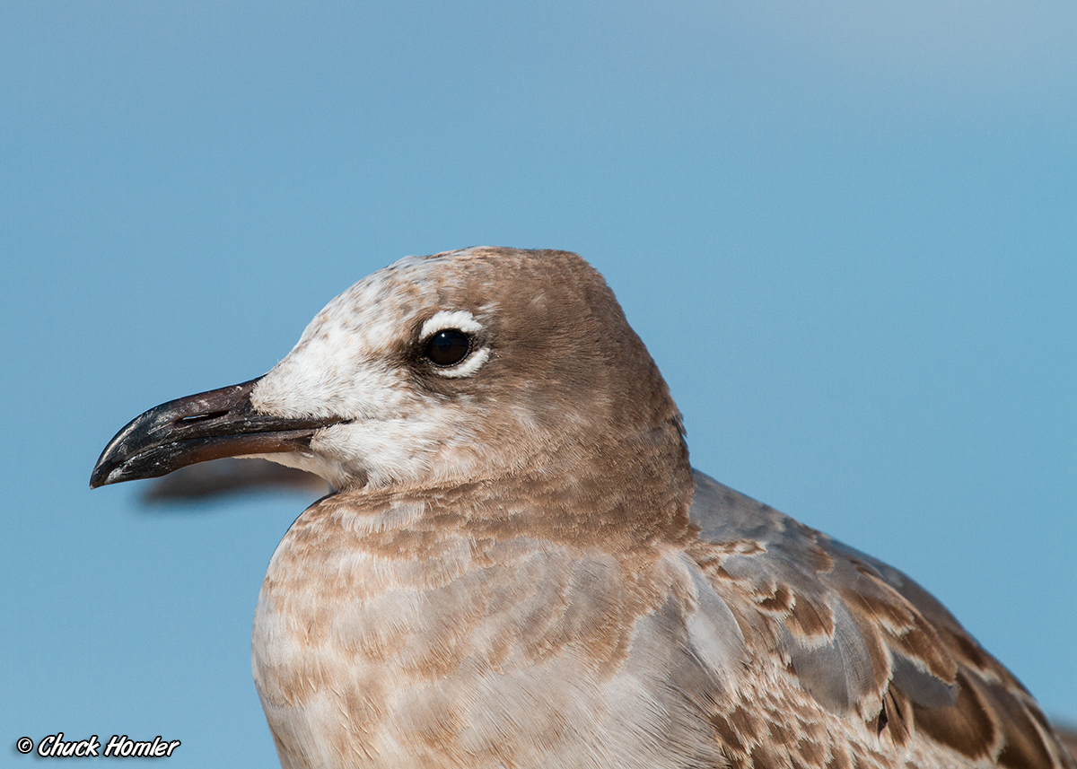 Laughing Gull