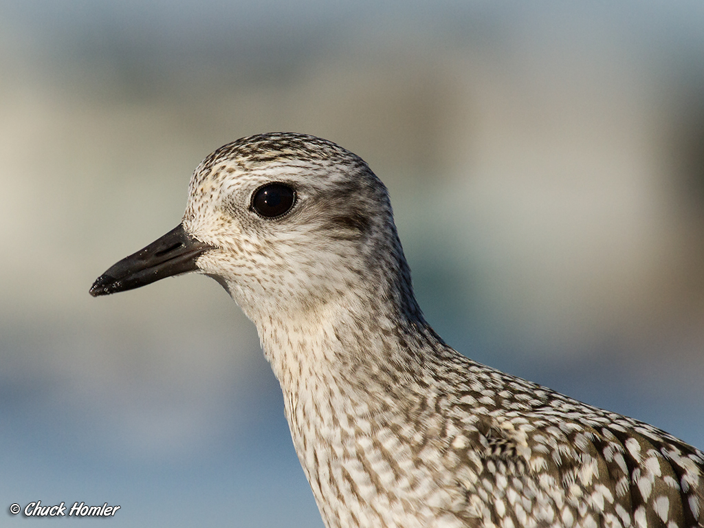 Black-Bellied Plover