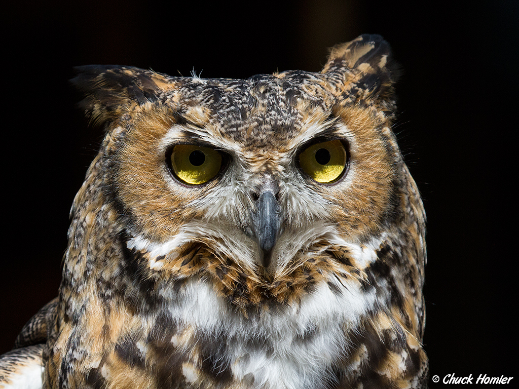 Great Horned Owl