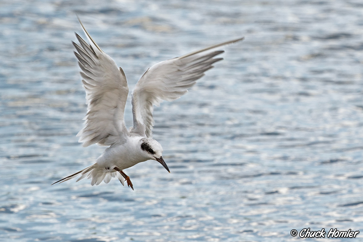 Forsters-Angel-Wing.jpg