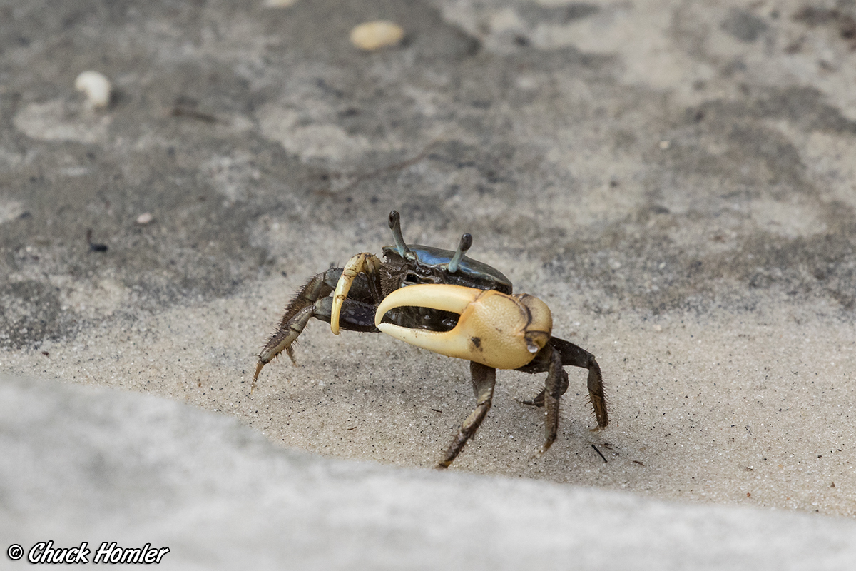 Fiddler-Crab.jpg