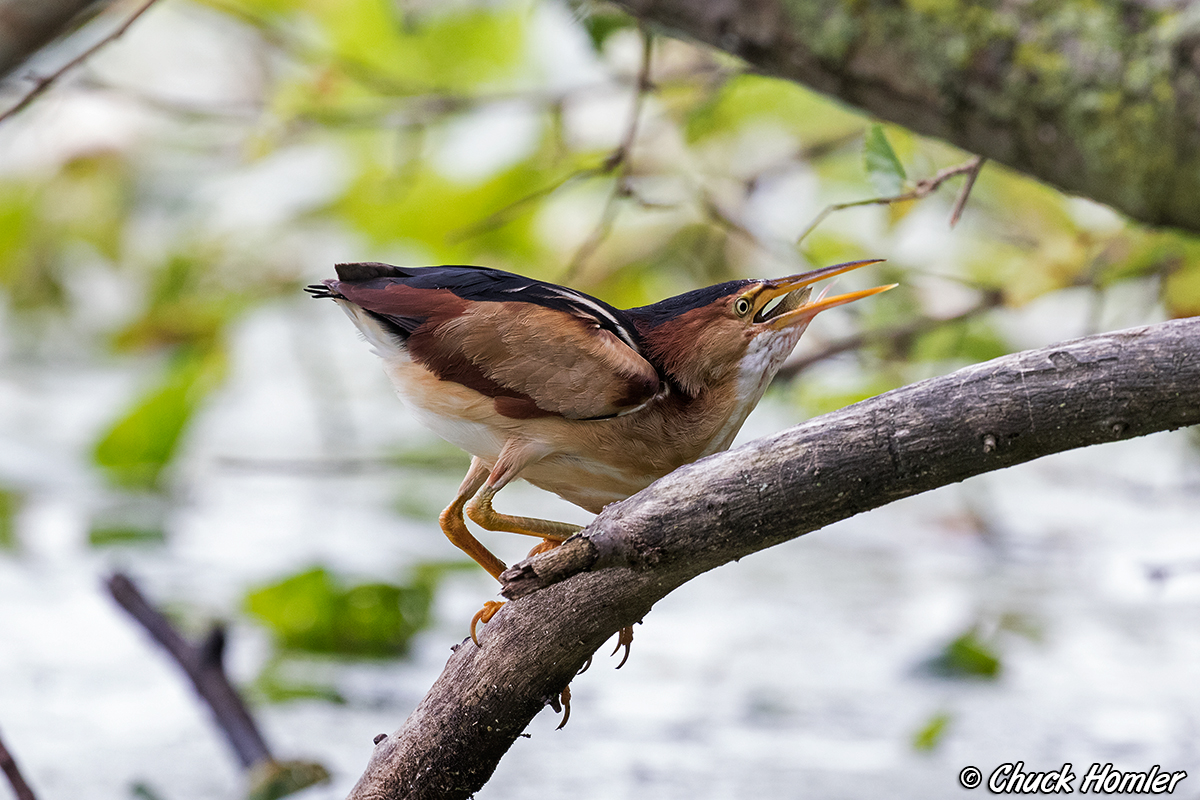 least-bitterb-with-fish-take-1.jpg