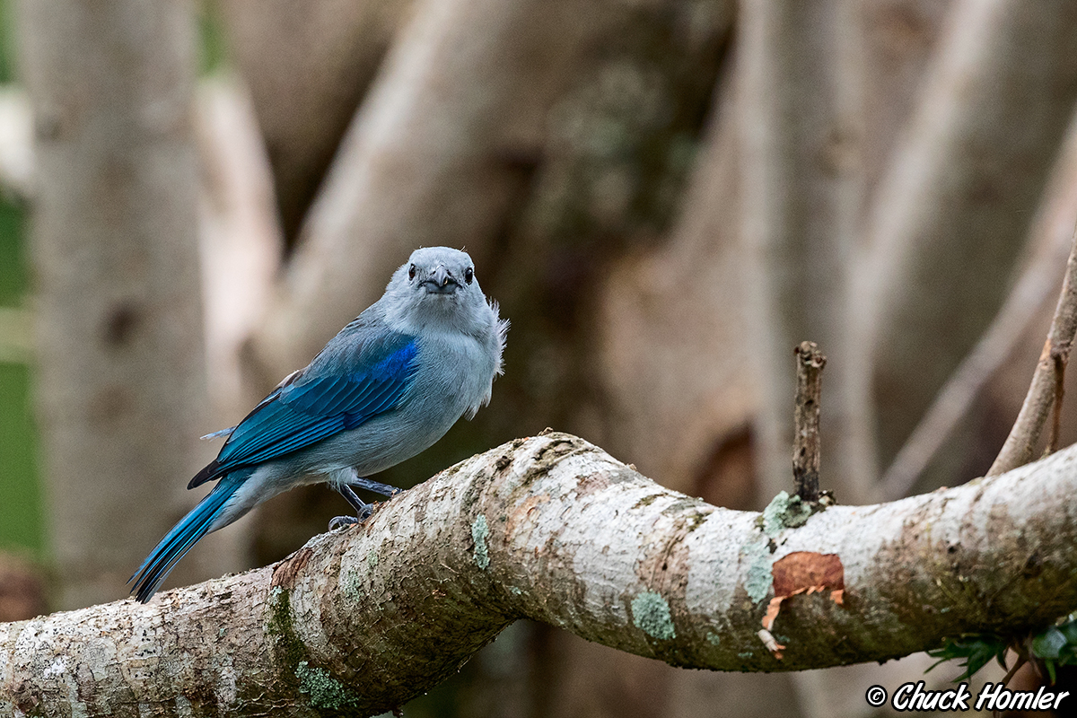 Blue-Gray Tanager
