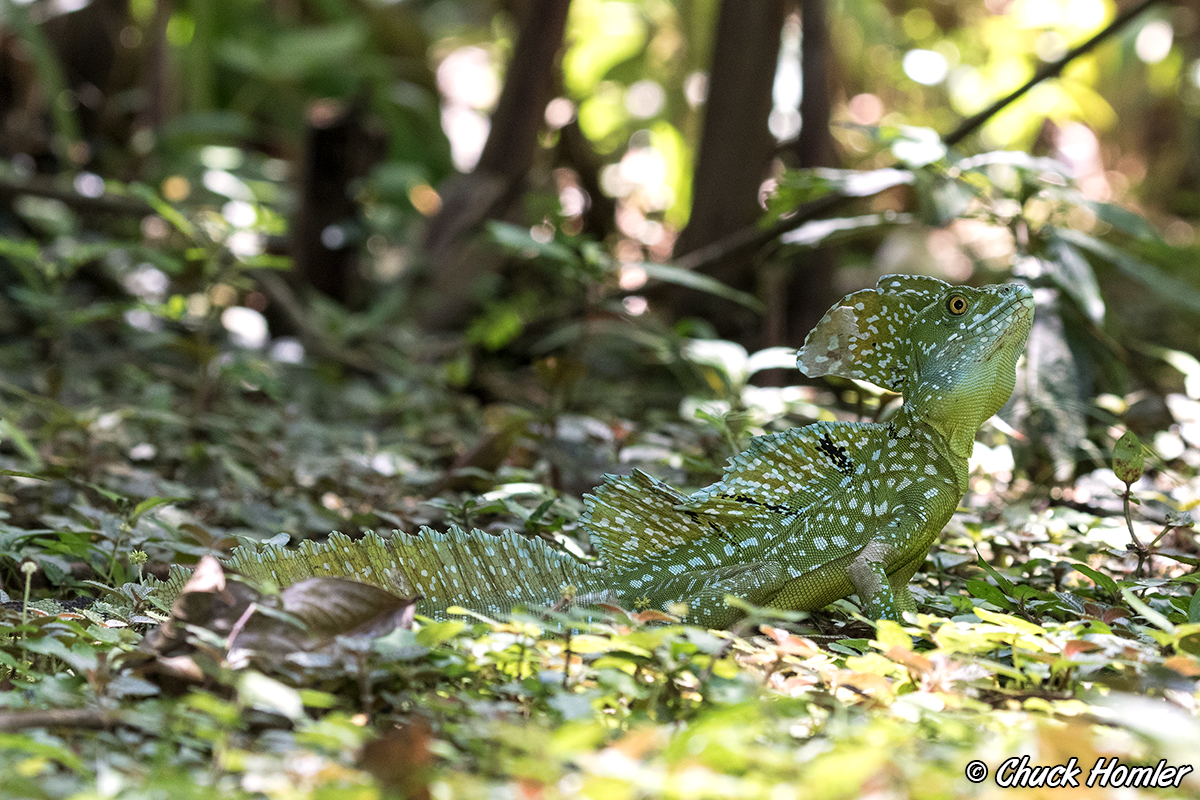 Jesus Lizard