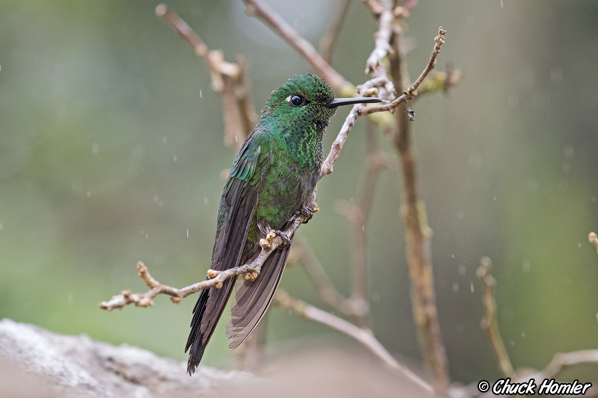 Green-Crowned Brilliant