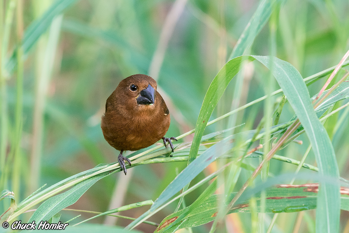 Blue Seedeater (Female)