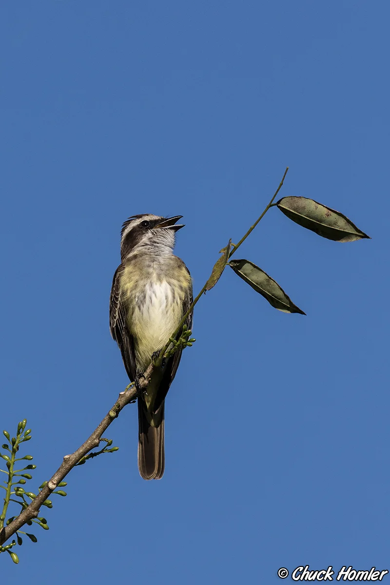 Piratic Flycatcher