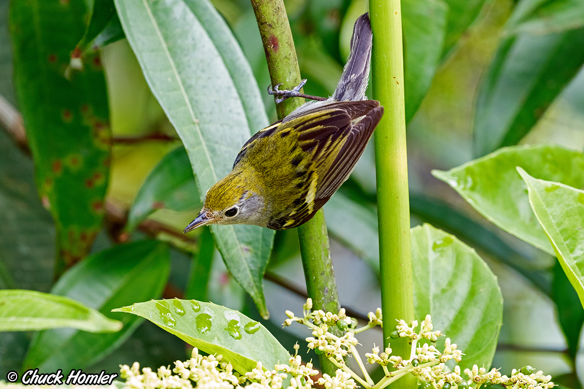 Chestnut-sided Warbler