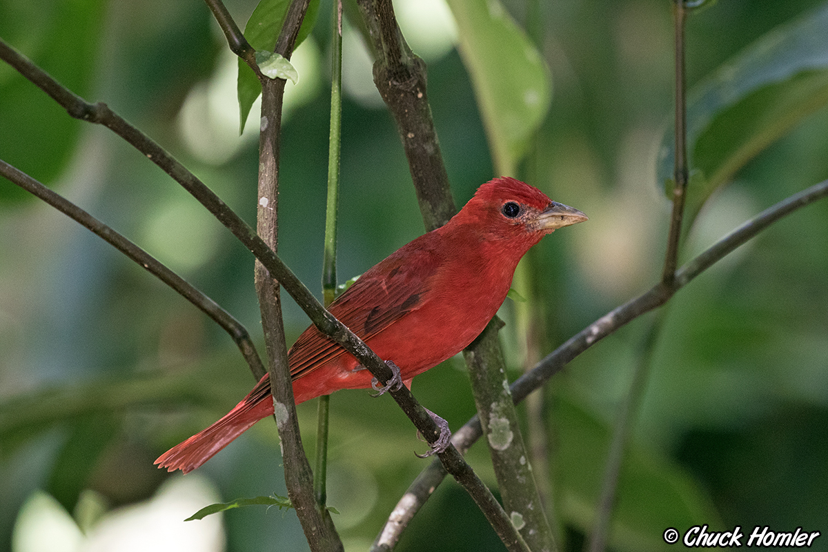 Summer Tanager