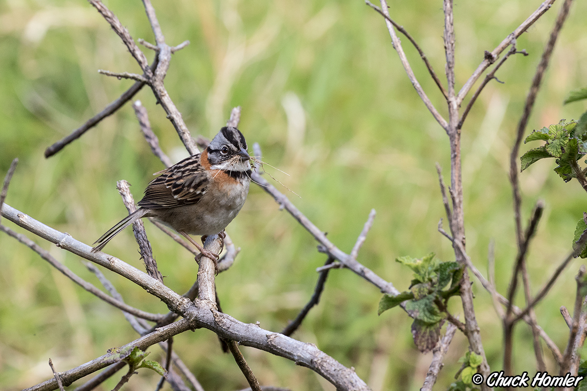 Rufous-collared Sparrow