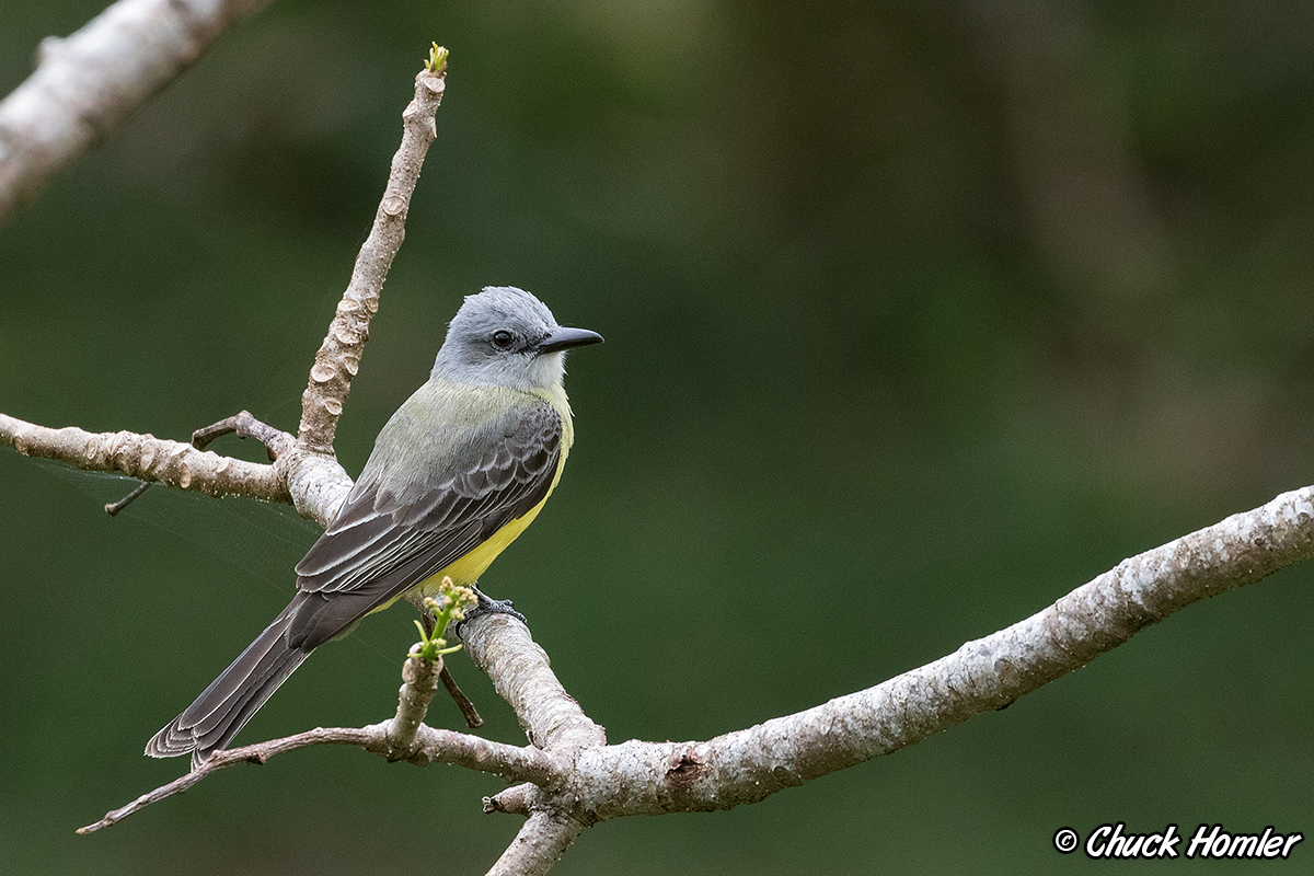 Tropical Kingbird