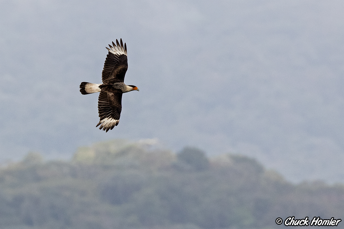 Crested Caracara