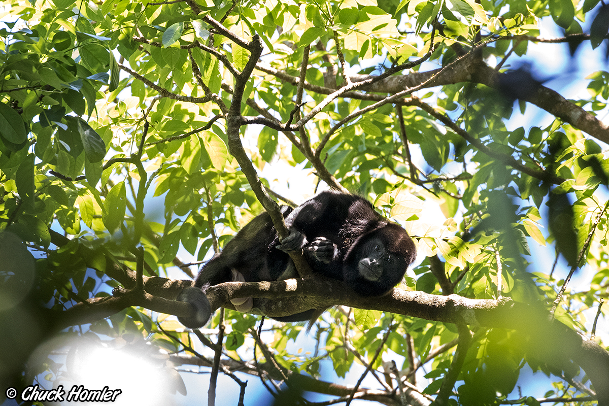 Howler Monkey