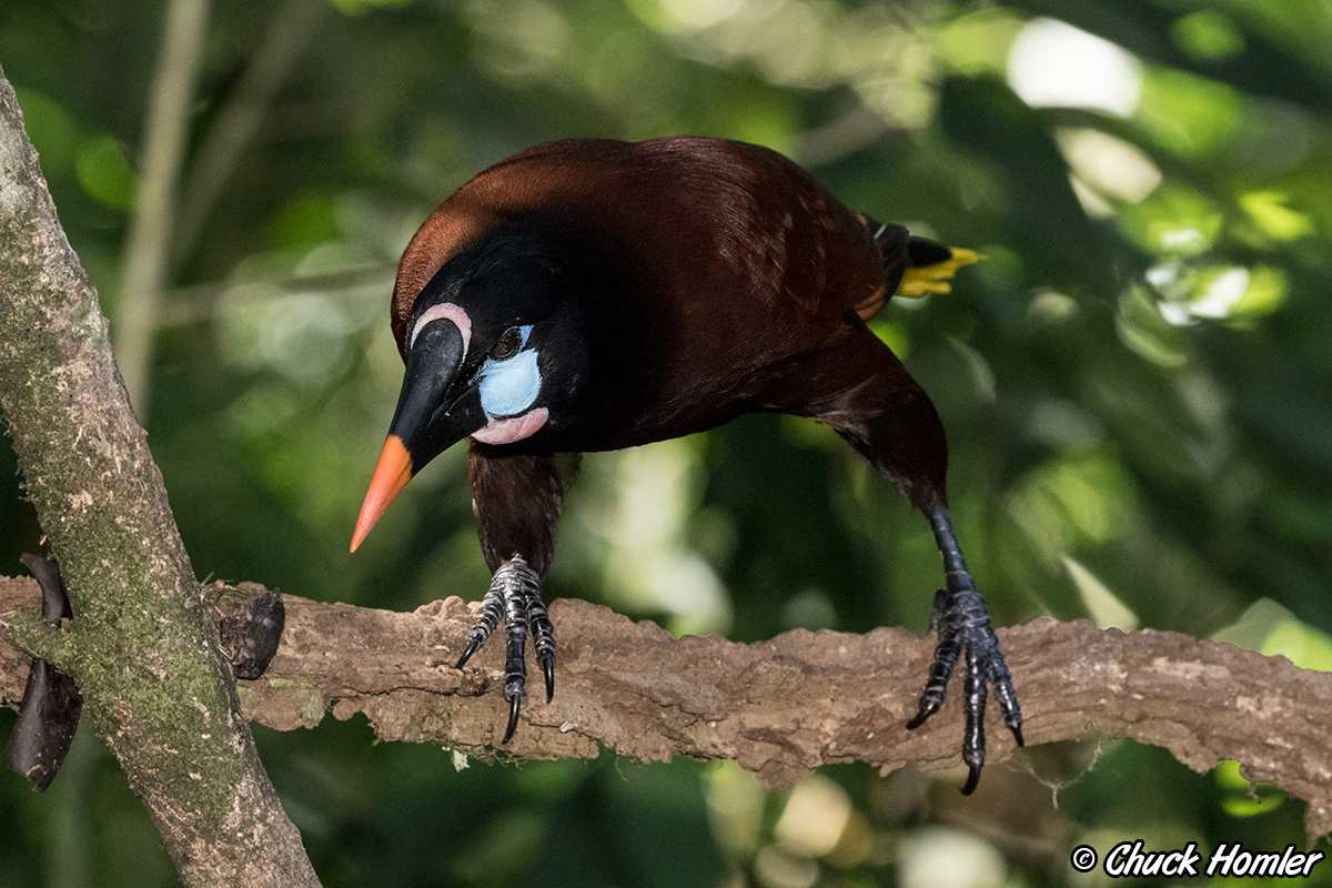 Montezuma Oropendola