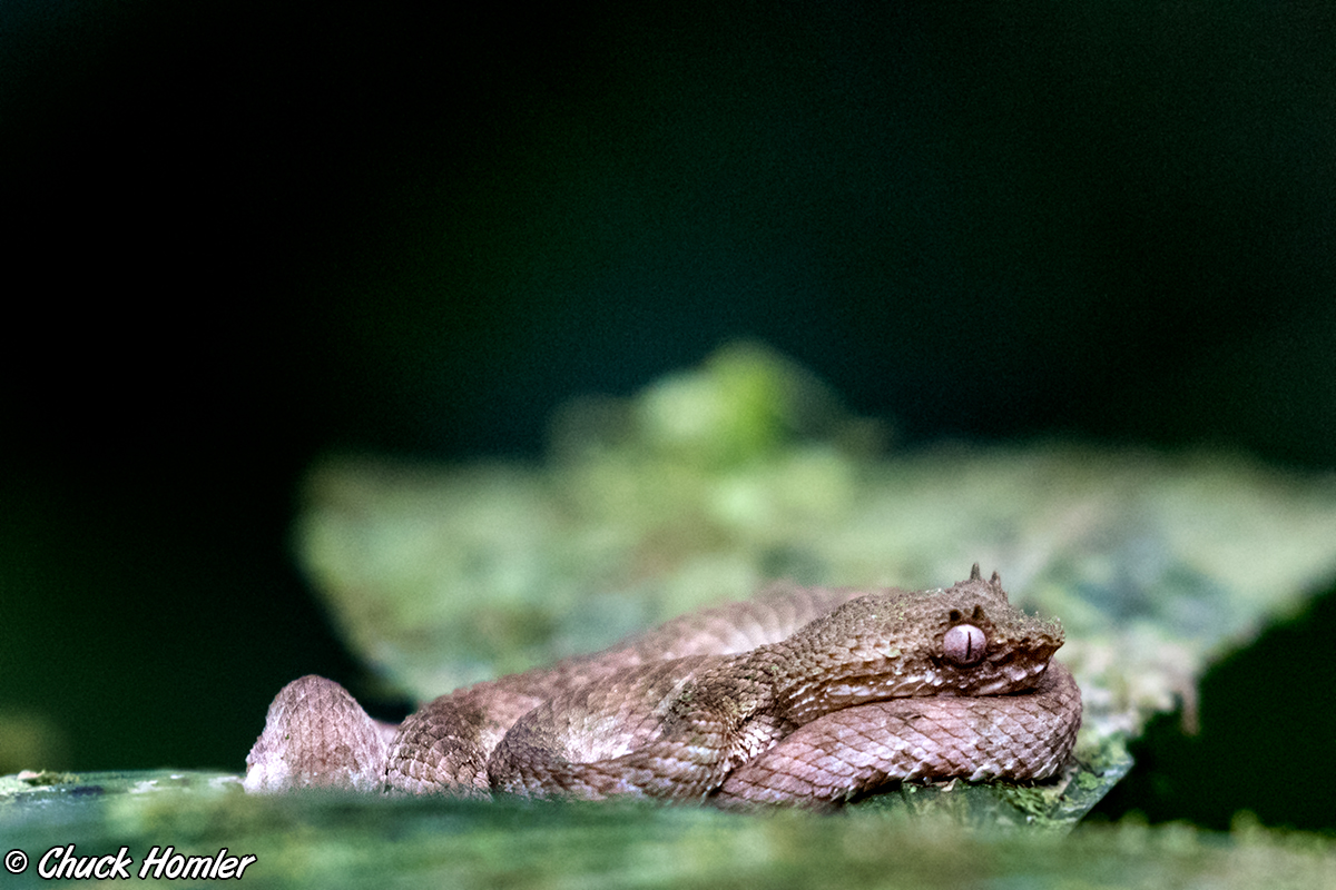 Eyelash Viper