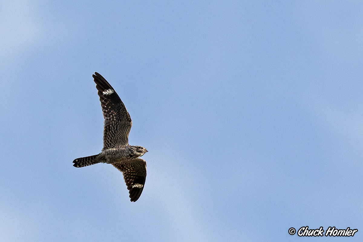 Common Nighthawk