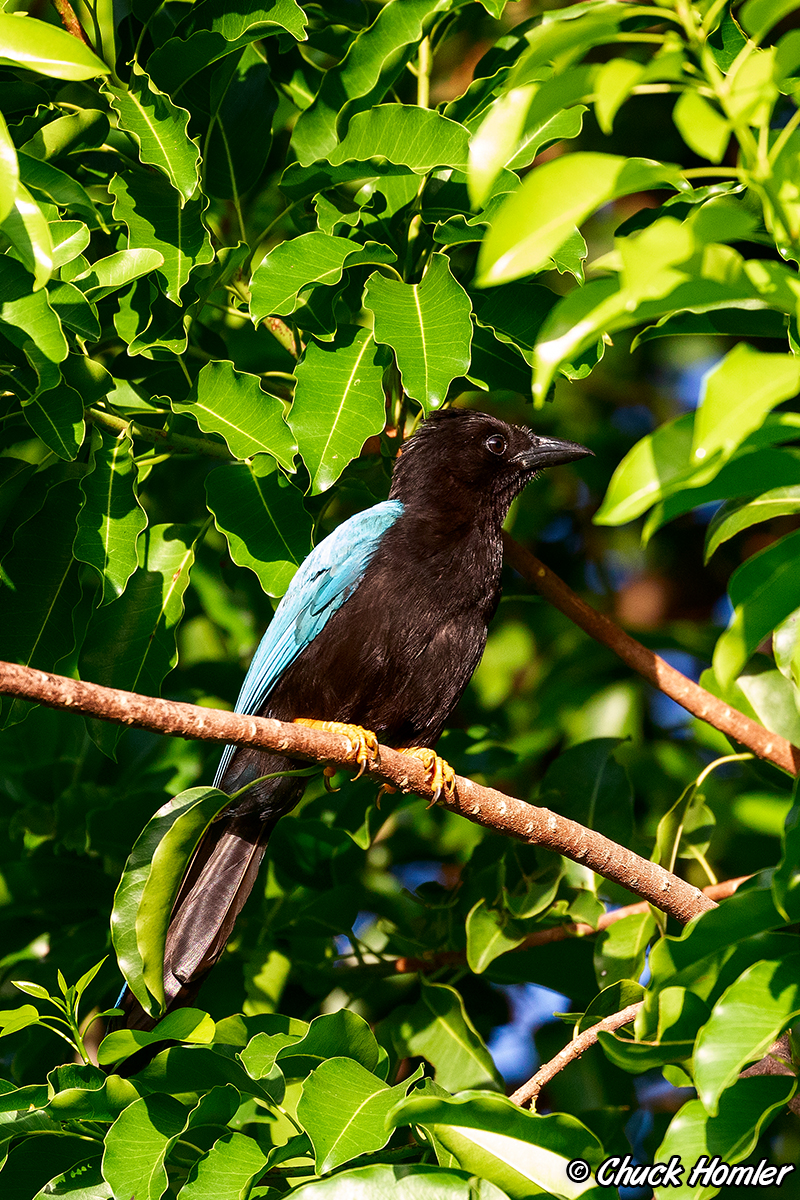 Yucatan Jay