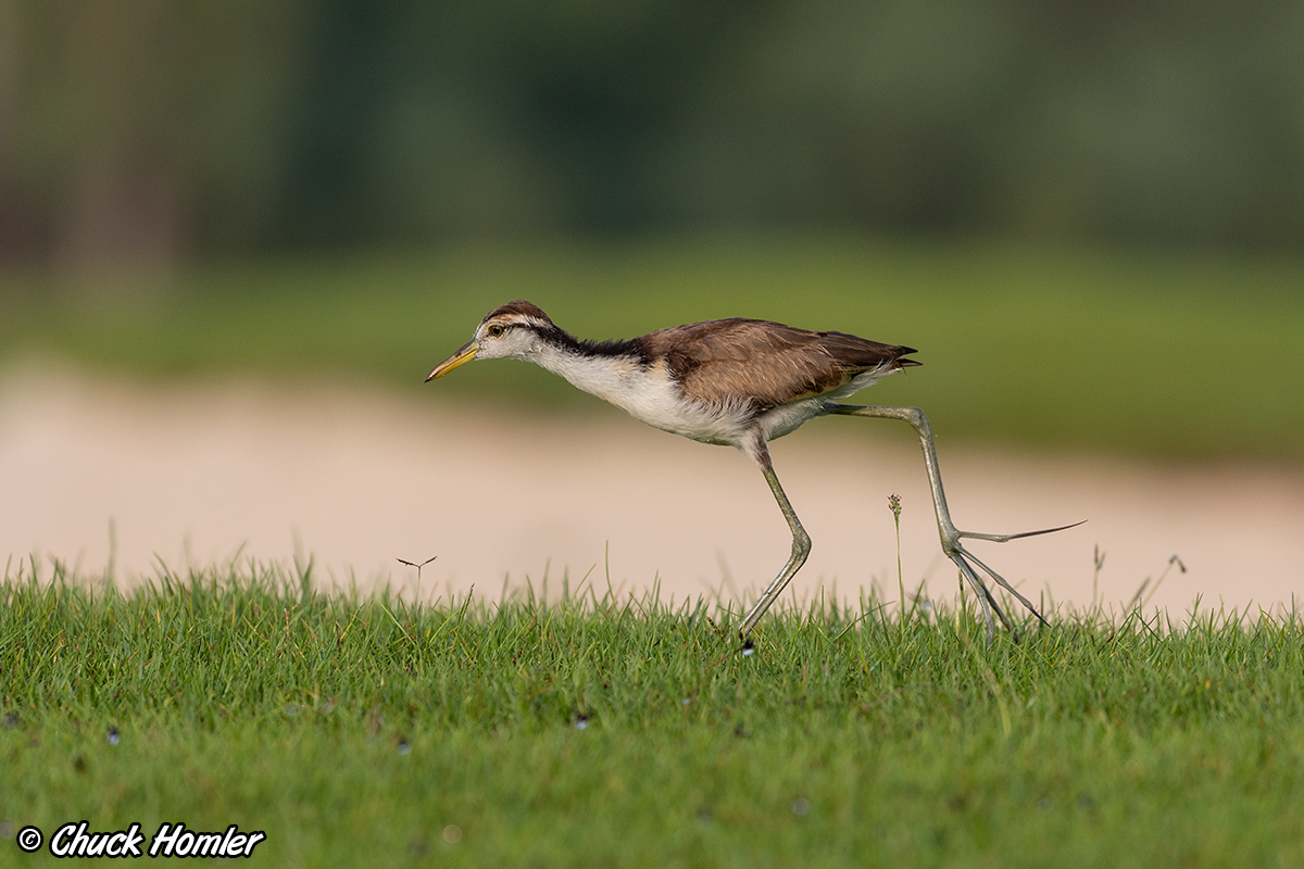 Northern Jacana