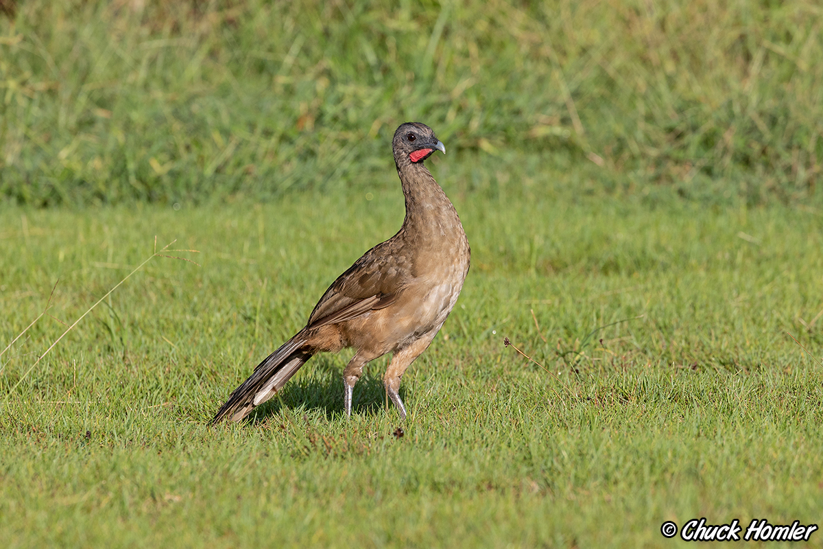 Plain Chachalaca