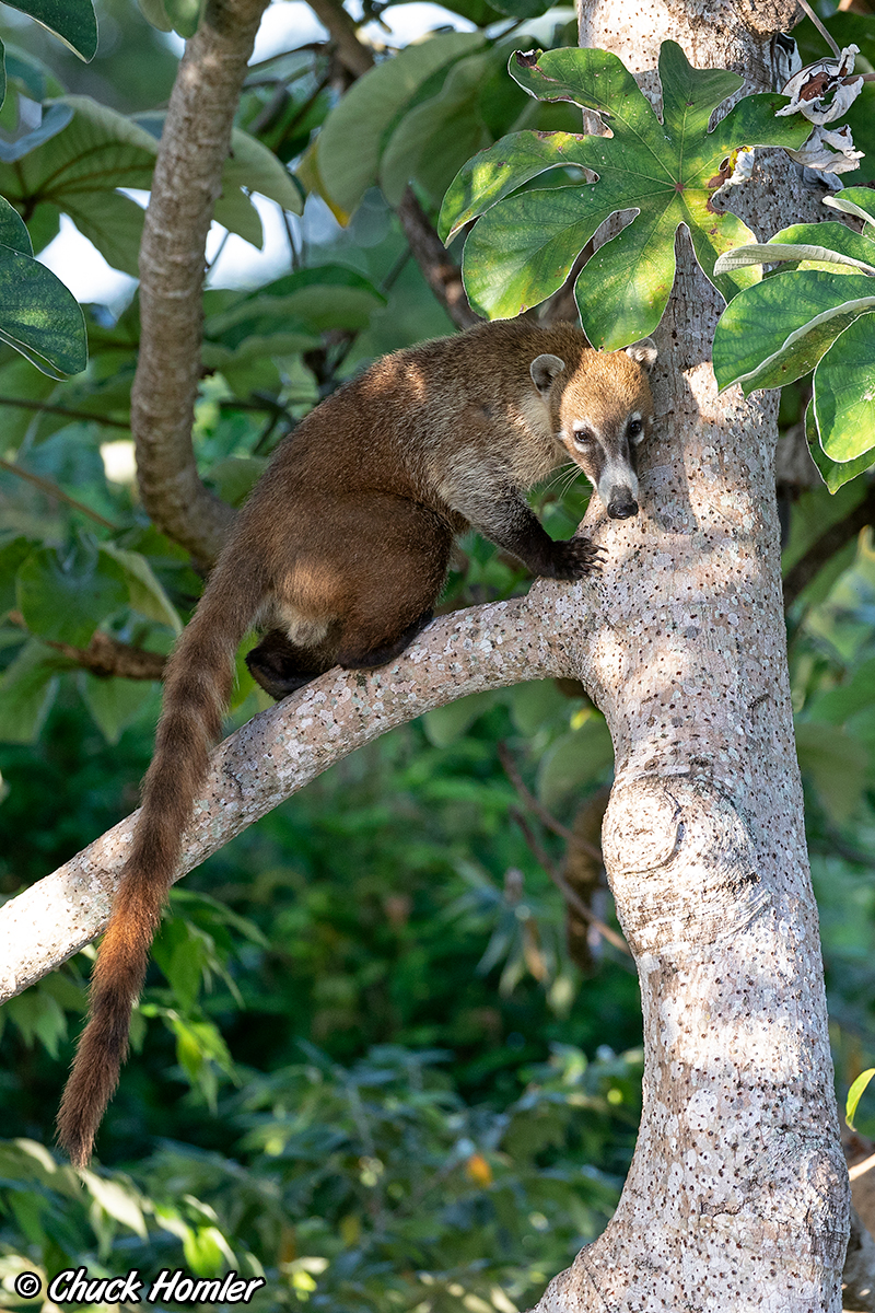 Coatimundi
