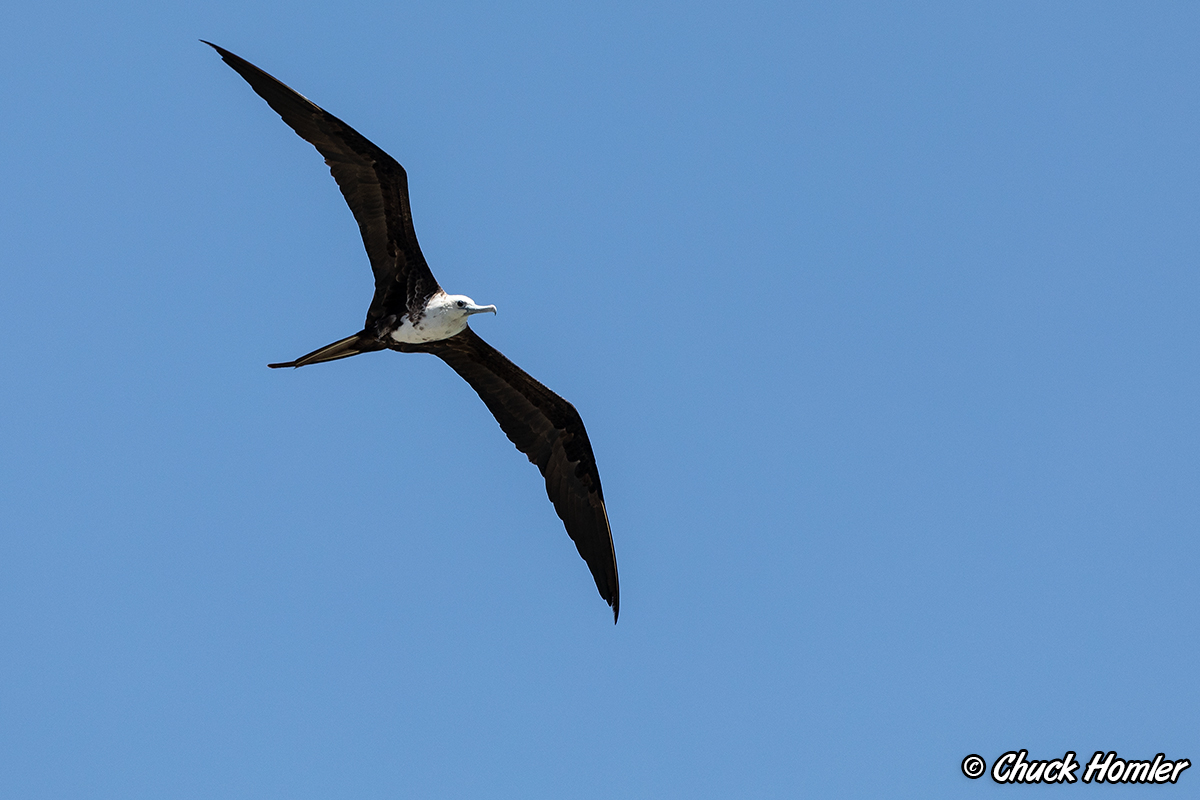 Magnificent Frigatebird