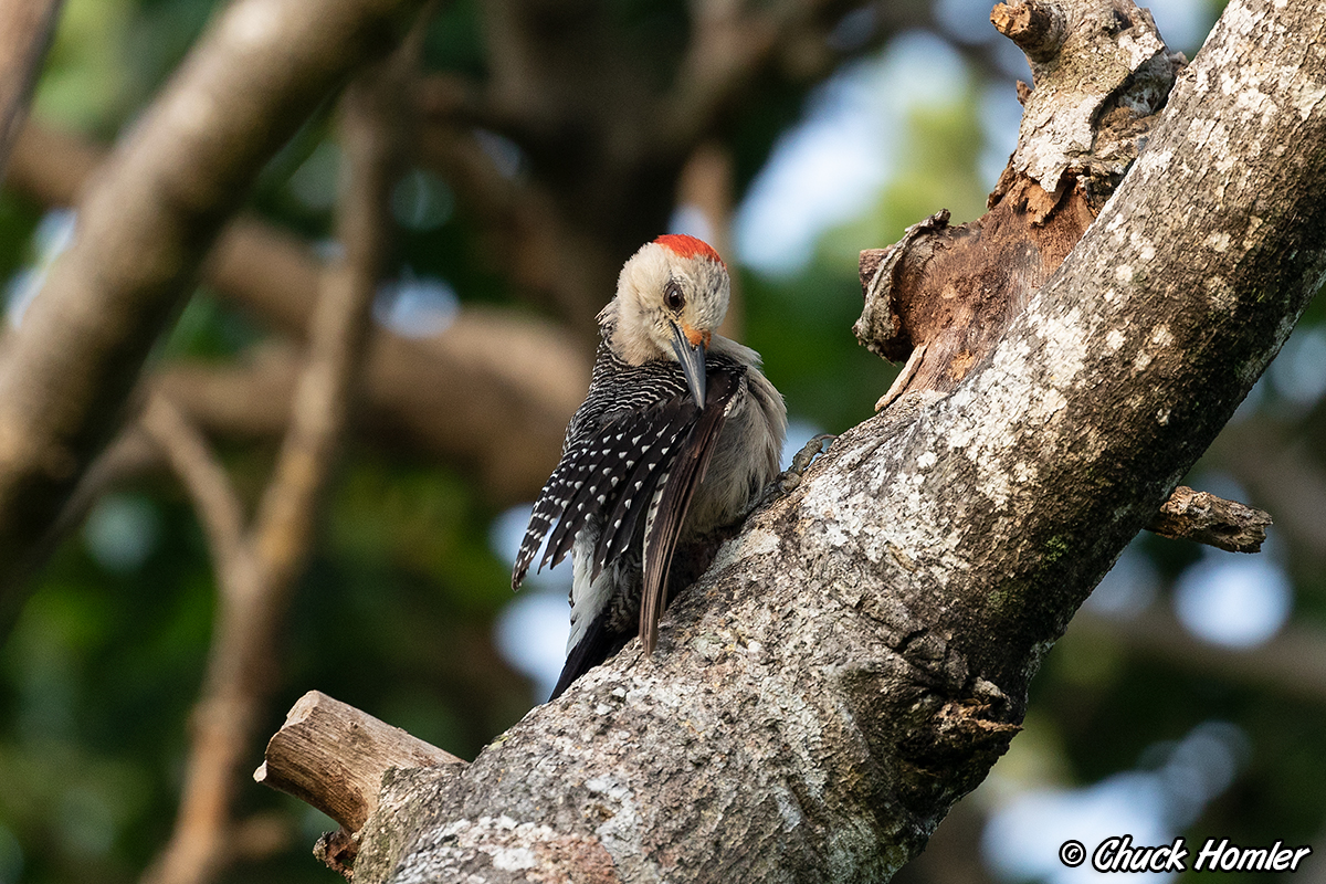 Golden-fronted Woodpecker
